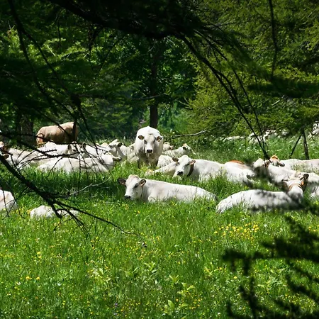 Appartamento La Ciaburna Skiing Nearby - Happy *